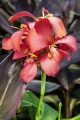 Pink Canna Lily