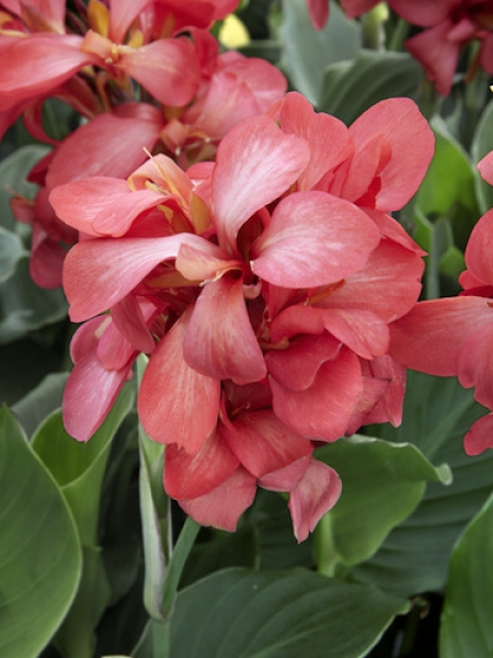 Pink Canna (Pack of 3)