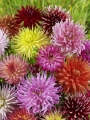 Mixed Cactus Dahlias