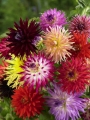 Cactus Dahlias Mixed