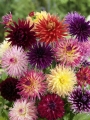 Mixed 'Cactus' Dahlias (Pack of 5 Tubers/Bulbs)