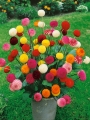 Pom pom dahlias in a pot