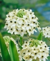 Ornithogalum