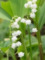 Convallaria Majalis 'Lily of the valley' (Pack of 10)