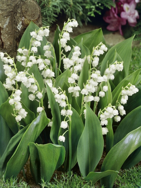 Convallaria Majalis 'Lily of the valley' (Pack of 10)