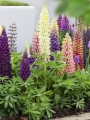 Mixed Lupins for flower beds