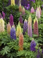 Lupinus (Pack of 3)