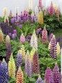 Mixed Lupinus
