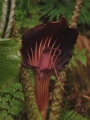 Arisaema Cobra Lily