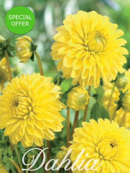 Dahlia 'Golden Torch' (Pack of 3 Tubers/Bulbs)
