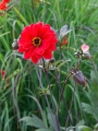 Bishop of Llandaff Dahlia