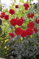 Bishop of Llandaff Dahlia