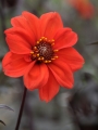 Dahlia 'Bishop of Llandaff'