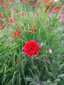 Bishop of Llandaff Dahlia with Crocosmia