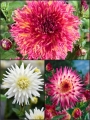 Candy Floss Dahlia Collection (Pack of 9)