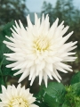 My Love Cactus Dahlia