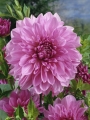 Dahlia Lavender Perfection