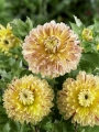 Cambridge Dahlia