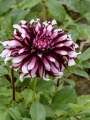 Dahlia Tartan