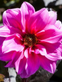 Dahlia 'Fascination' 
