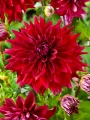 red dahlia