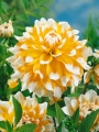 Dahlia Seattle