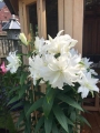 Lilium Empress