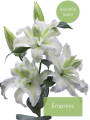 Lily Empress