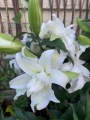 Empress Lily