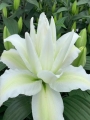 Empress Lily