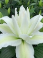 Lily 'Empress'