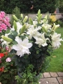Pot display of Lily Empress