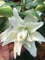 Double Oriental Lily Empress