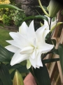 Double Lily empress