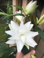 White Double Lily 