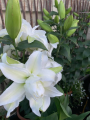 Double White Lily