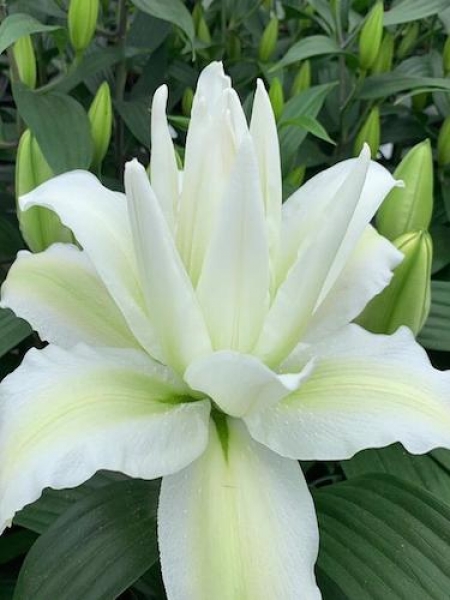 Buy Lily Bulbs | Empress Double Oriental Lily | Gold Medal winning ...