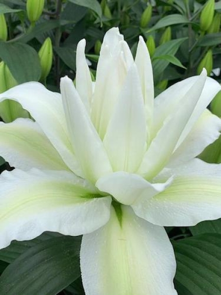 Lily 'Empress'