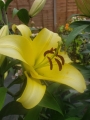 Outback Lily