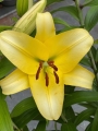 Outback Lily