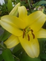 Lily 'Outback'