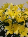 Outback Lily