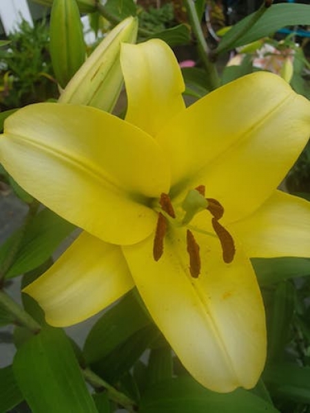 Lily 'Outback'
