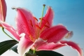 La Mancha Lily