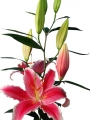 Lily 'La Mancha'