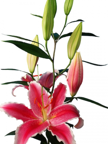 Lily 'La Mancha'