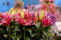 Shorter variety Lily Magny Course