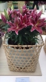 Magny course Lily in basket