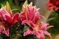 Pot Lily Magny Course