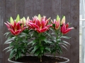 Magny Cours Lily in pots